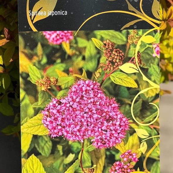 Spiræa, Spiraea japonica 'Tess' - 2,3L potte