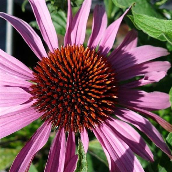 Purpursolhat, Echinacea purp. 'Magnus' – 12 cm potte